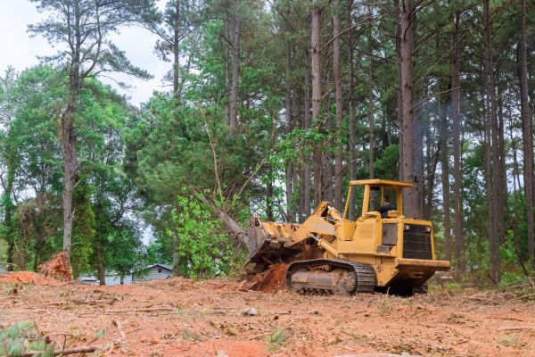 Trees Clearing in Bellingham