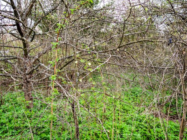 Underbrush Clearing in Bellingham