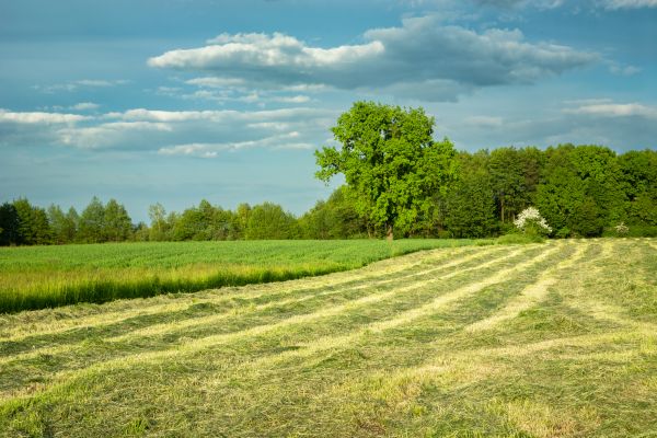Cost of Vegetation Removal in Bellingham
