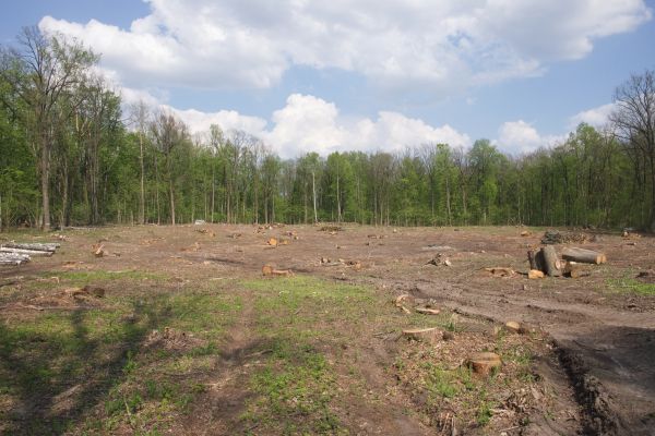 Cost of Pasture Clearing in Bellingham