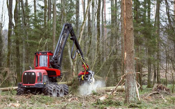 Cost of Forest Clearance Service in Bellingham