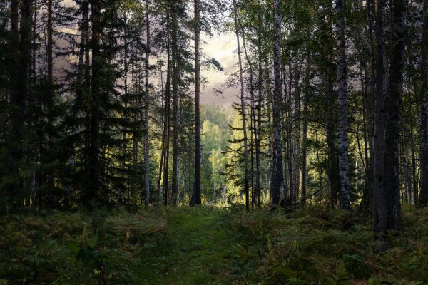 Cost of Pine Tree Clearing in Bellingham