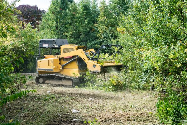 Cost of Pathway Clearing in Bellingham
