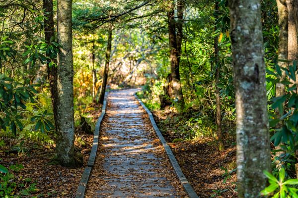 Cost of Trail Clearing in Bellingham