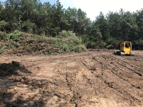Cost of Thicket Clearing in Bellingham