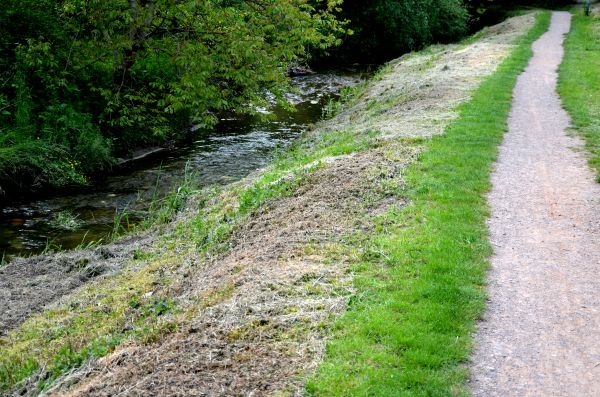 Cost of Trail Cutting in Bellingham